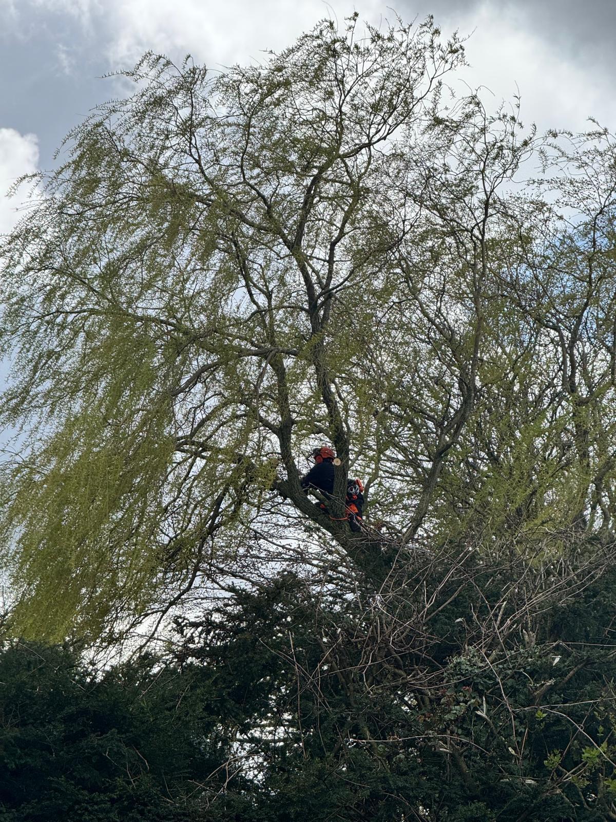 JRAF tree surgeon climbing a large willow tree in York